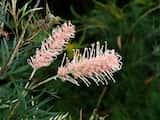 Grevillea 'Pink Surprise'